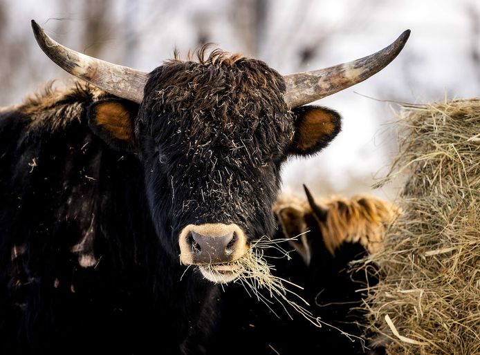 Heckrunderen vorig jaar februari in de sneeuw van de Oostvaardersplassen, zij zijn een van de 3.205 soorten dieren en planten in Nationaal Park Nieuw Land.