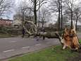 Honderden meldingen van stormschade in Brabant met Franklin op komst: ‘Verwacht maandag heel veel telefoontjes'