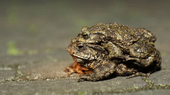 Padden die paren zitten drie dagen op vrouwtje