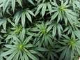 Politicus, arts en tuinbouwer zetten streep door medicinale cannabiskweek in regio Helmond