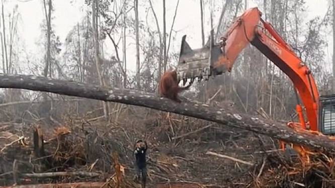 BBC-kijkers geschokt na zien van hopeloze strijd orang-oetan tegen graafmachine