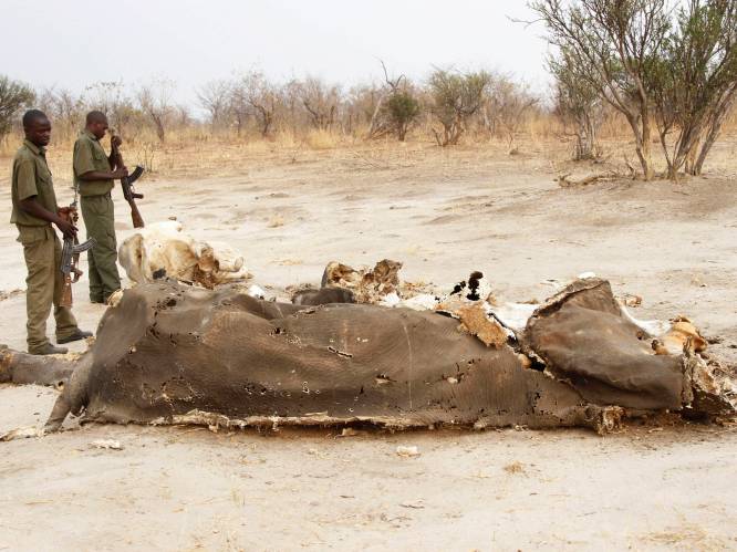 Al 55 olifanten gestorven op 2 maanden tijd door aanhoudende droogte in Zimbabwe
