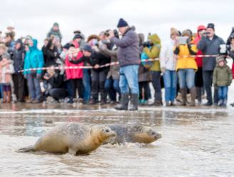 Vijf zeehonden vrijgelaten in Blankenberge