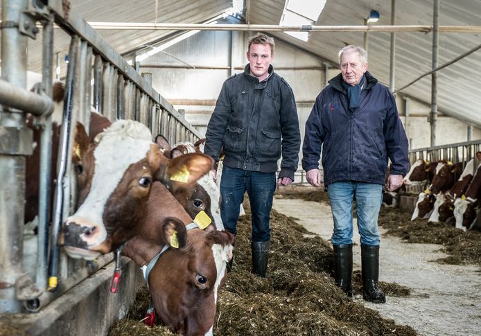Theo en Wim van Dinther uit Oss strijden voor hun roodbonte MRIJ-koeien, een zeldzaam koeienras. Foto: Koen Verheijden