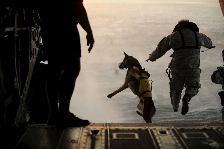 Een wereldberoemde foto van een legerhond. Een Amerikaanse soldaat springt samen met zijn hond uit een CH-47 Chinook helikopter.
