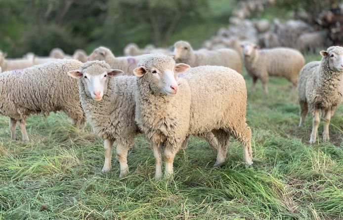 Wandelen met schapen Lommel