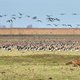 Hoe de Oostvaardersplassen er nu bij liggen, na felle discussies over herten, het waterpeil en jonge boompjes