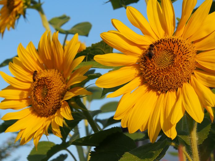SAMEN OP PAD IN HET OCHTENDGLOREN - In de vroege ochtend van een van de warmste zomerdagen kwamen deze bijen op bezoek. Elk hun eigen zonnebloem.
