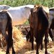 Vertwijfeling om tientallen verwaarloosde paarden in Spanje