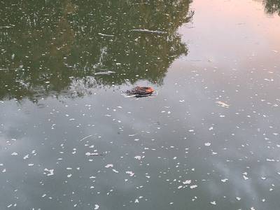 Vogelgriep raast maar door: weer dode eenden aangetroffen in het Twentekanaal bij Delden