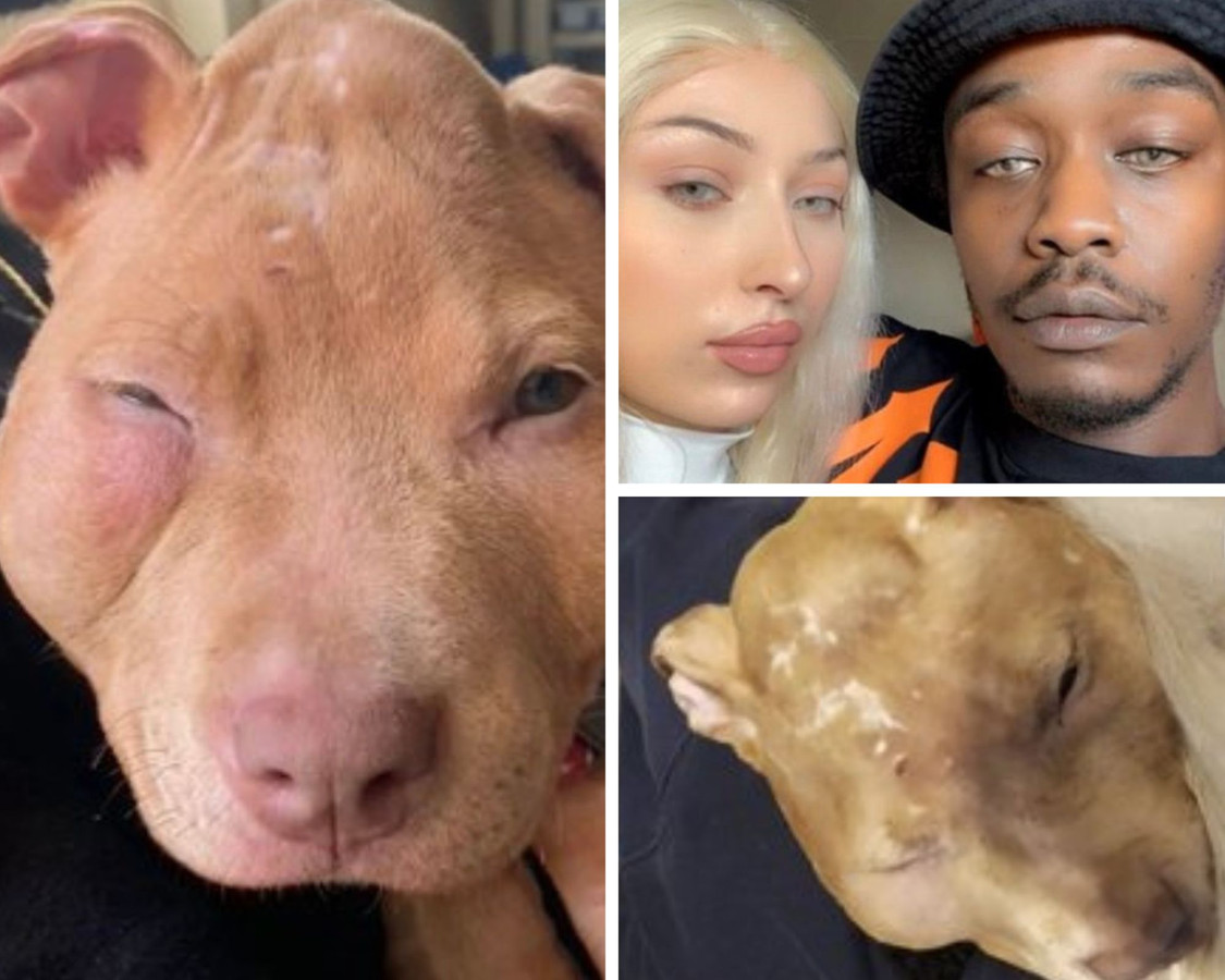 La Bac d'Argenteuil a découvert chez les influenceurs Rop et Rocka FrenchRapQueen, un chiot de 4 mois dans un état déplorable ce vendredi dernier dans le Val-d'Oise.