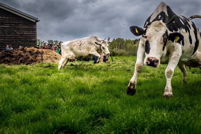 Koeien van kaasboerderij De Zuidgeest bij Bergen op Zoom