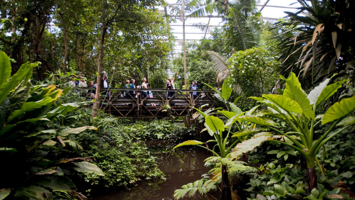 Bezoekers op een brug in de Bush, het nagebootste tropisch regenwoud in Burgers' Zoo in Arnhem. Beeld ANP