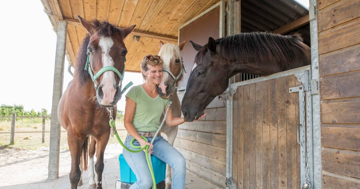 Bij Annemaries escaperoom moet je niet zelf ontsnappen, maar paard Swing bevrijden