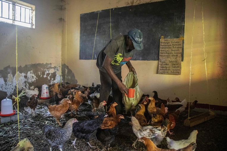 Een voormalig klaslokaal is vanwege het wegblijven van leerlingen omgetoverd tot een kippenhok.  Beeld AFP