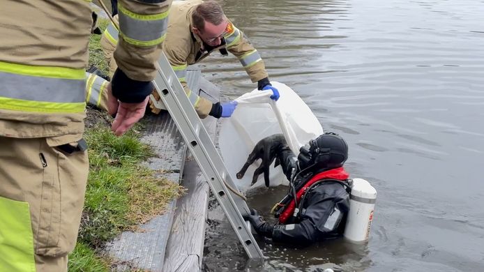 Een duiker van de brandweer haalt een door buurtbewoners gevonden kat uit het water. Ook deze kat was helaas overleden.