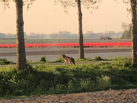Is de wolf zich in het kleine en drukke Kuinderbos aan het vestigen? ‘Hij bezorgt ons hoofdbrekens’