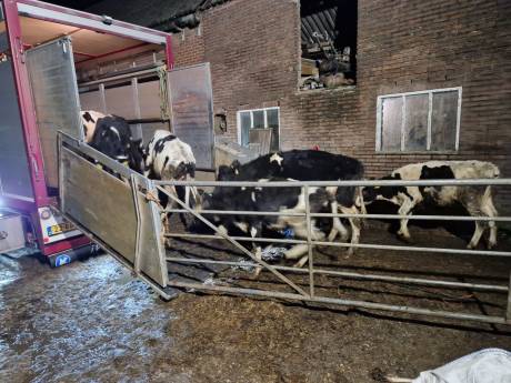 Ruim twintig Kamervragen over sterk vermagerde koeien in lekkende stal Well