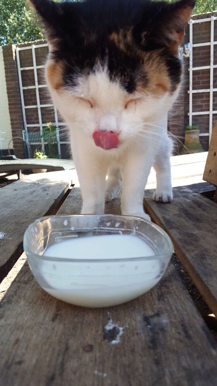 Kat Kokkie, bezig aan een kommetje melk.