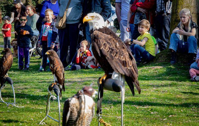 Harley de Amerikaanse zeearend (grote vogel in het midden).