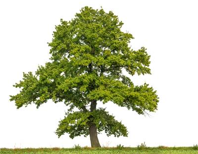 Ruim twee miljoen liter water voor de bomen in Drimmelen