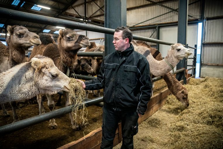 Frank Smits munge circa 100 cammelli, ma probabilmente non potrà farlo dal 2024