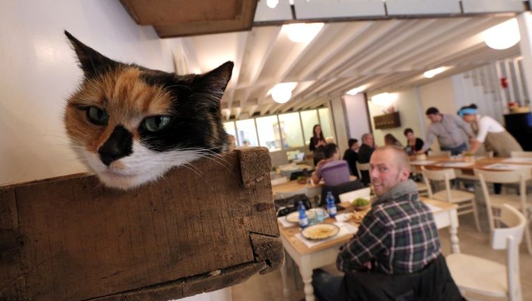 Onderschat van het kattencafé niet Trouw