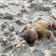 Weer wijst verdronken kind de wereld op geweld