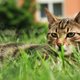 Katten in je tuin? Zó jaag je ze op een diervriendelijke manier weg