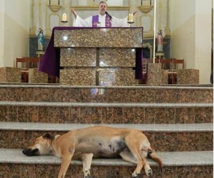 Priester redt eenzame zwerfhonden en neemt ze mee naar kerkdienst om nieuwe baasjes te vinden