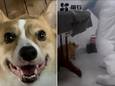 Chinese gezondheidswerkers sloegen een corgi dood als deel van een “grondige ontsmetting”, nadat een coronabesmetting in het appartementsgebouw was geregistreerd.