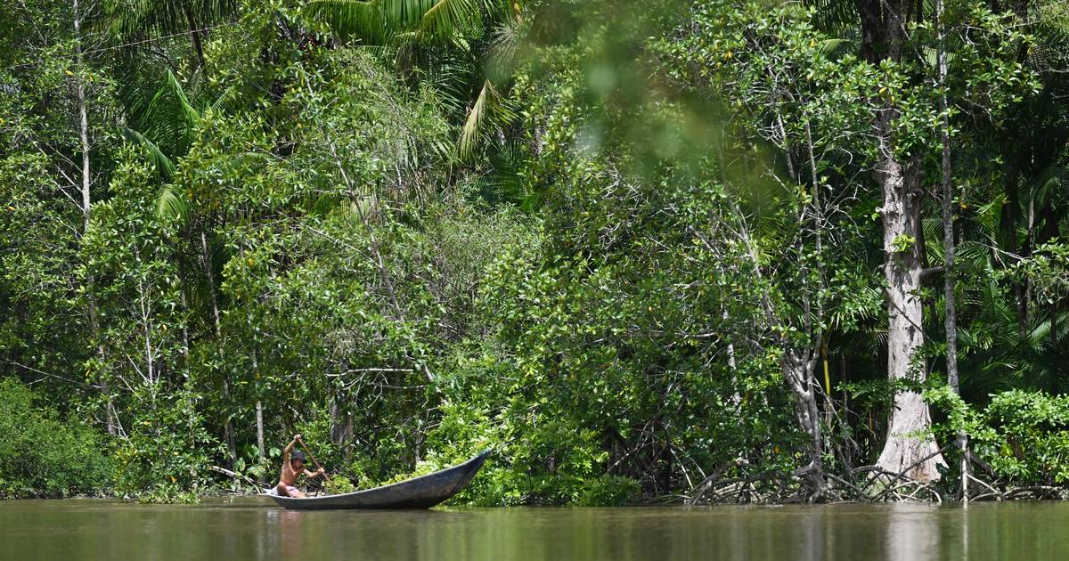 второй месяц подряд вырубка лесов Амазонии существенно сокращается |  снаружи