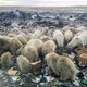 IJsberen dreigen uit te hongeren als opwarming van het klimaat doorzet