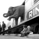 Deze prachtige foto’s over de geschiedenis van de olifant zeggen vooral iets over zijn zogenaamde vriend, de mens