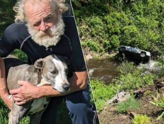 “Held”: hond loopt 6,5 kilometer naar kampplaats om familie te alarmeren dat zijn baasje in ravijn is gecrasht