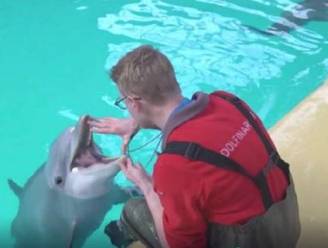Sea Shepherd boos om promotie Boudewijn Seapark in 'Iedereen Beroemd'