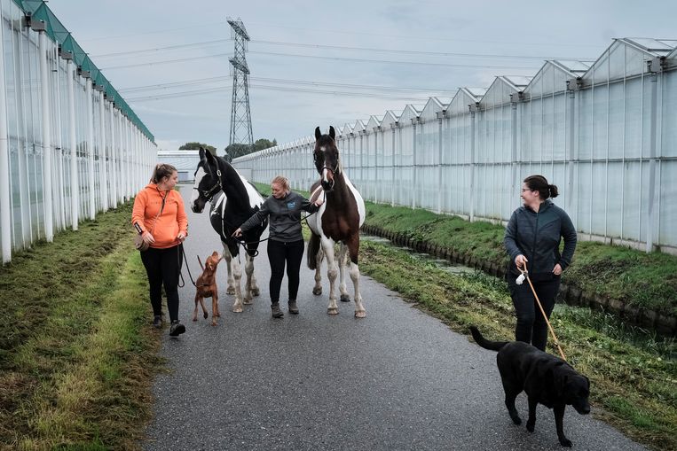 Tussen de kassen bij Wateringen. Beeld Daniel Rosenthal