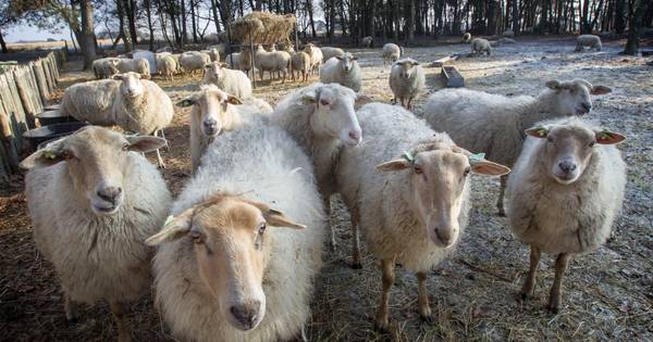 'VIC-terrein Sterksel ligt goed voor heideschapen' | Cranendonck, Heeze-Leende - Eindhovens Dagblad