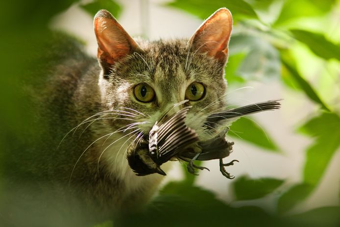 Katten zijn jagers en doden jaarlijks miljoenen vogels.