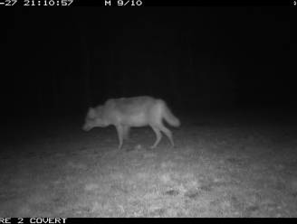 Nieuwe welpjes op komst: beelden tonen drachtige wolvin Noëlla