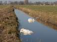 Dode zwanen blijven bijna week liggen (ondanks vermoeden van vogelgriep), vanwege misverstand