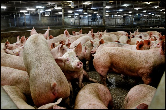 Varkens na aankomst bij varkensslachterij VION in Boxtel.