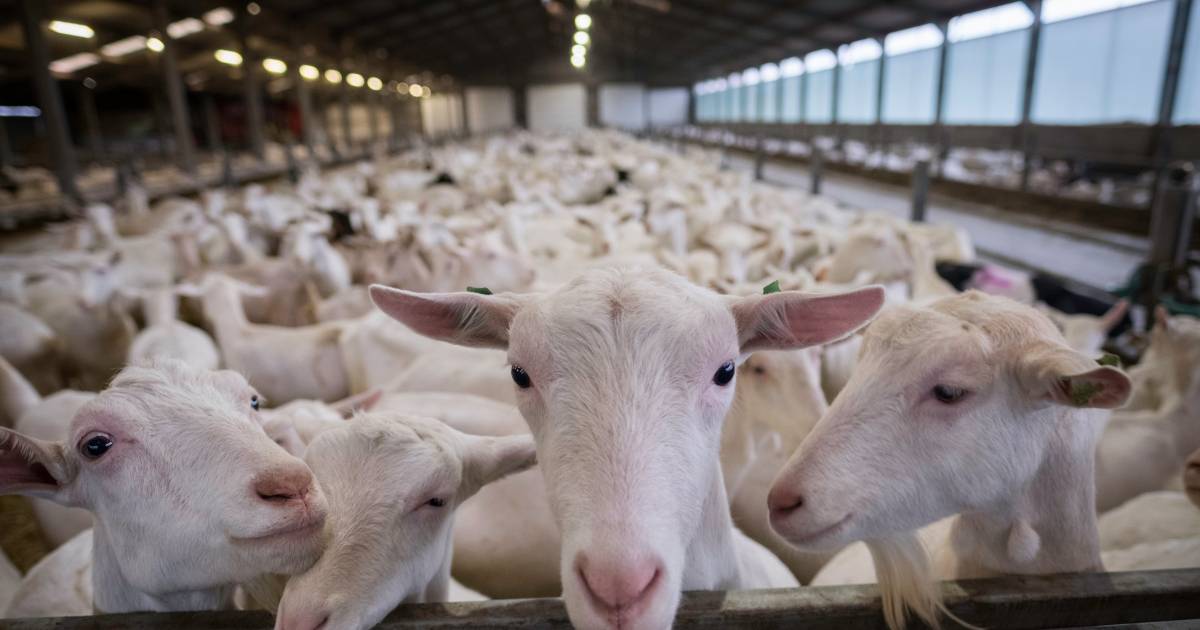 Plan voor woonwijk in Achterberg mag doorgaan ondanks gezondheidsrisico’s door geitenhouderij