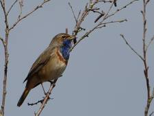 De blauwborst broedt weer in De Groote Peel