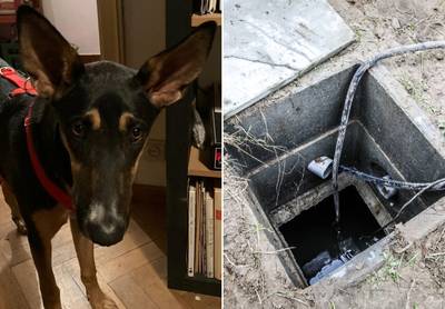 Geadopteerde hond Olympia gedumpt in regenput op werf: “Iemand heeft een zware waterpomp aan haar leiband vastgemaakt”