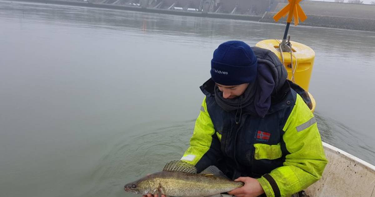 Snoekbaars Verrast Onderzoekers Met Zwemtocht Van 550 Kilometer |  Binnenland | Pzc.Nl