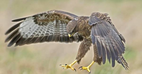 Terrorbuizerd zet klauwen in al minstens vijf joggers - AD.nl