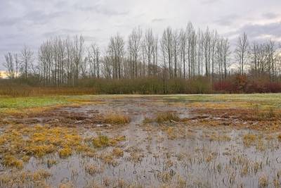 Regen zorgt voor ondergelopen weides in Oost-Vlaanderen