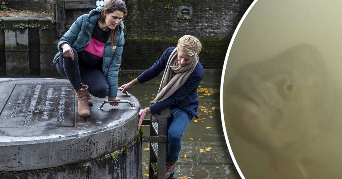 Visdeurbel stopt er na meer dan 8.000 passerende vissen even mee: 'In het voorjaar weer hard nodig' 