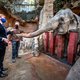 Ook dierentuinen lijden zwaar door de coronacrisis: ‘Maar het dierenwelzijn staat nooit ter discussie’